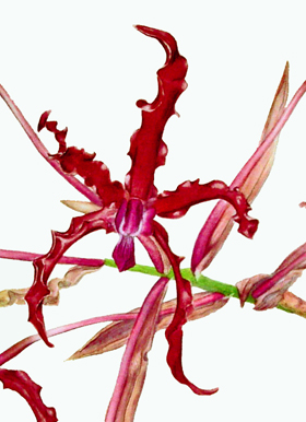 Schonburgkia species; watercolor art painting of an unidentified orchid species