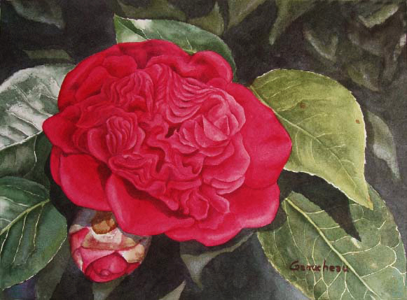 Camellia original art watercolor floral flower painting red 
