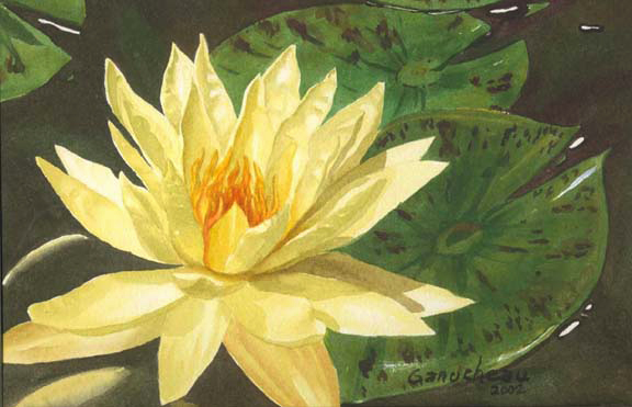 Lily waterlily painting waterlilies art watercolor yellow