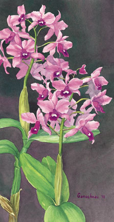 Cattleya bowringiana, watercolor painting and print of the orchid species