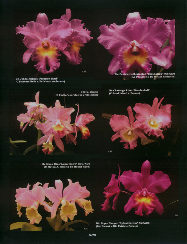 Pink Hybrids, Preview of Gallery in American Cattleyas