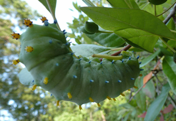 Caterpillar