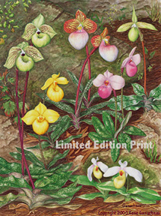 orchid art print of parvisepalum paphiopedilums in a natural setting.