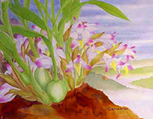 Bothriochilus bellus orchid art watercolor painting species