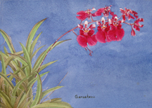 Oncidium Popoki Mitzi, art painting eqitant orchid hybrid