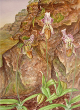 Watercolor painting of the Asian lady slipper orchi, Paphiopedilum farrieanum.