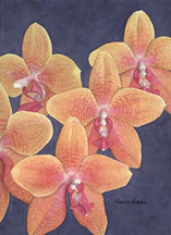 orchid art phaleanopsis species watercolor painting