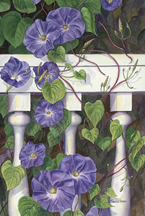 Still Life, Morning glories on porch rail