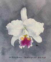 Lc Rita Renee Matriarch cattleya orchid art watercolor painting