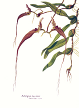orchid species painting bulbophyllum fascinator