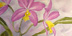 gallery of cattleya watercolor paintings